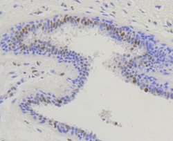 Nrf2, p Ser40 Antibody (SU0334), Novus Biologicals 100&mu;L:Antibodies,